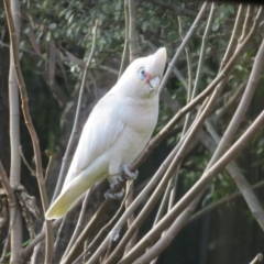 Cacatua sanguinea at Flynn, ACT - 22 Aug 2023 04:19 PM