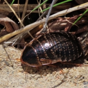 Calolampra sp. (genus) at Harrison, ACT - 23 Aug 2023