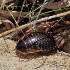 Calolampra sp. (genus) at Harrison, ACT - 23 Aug 2023