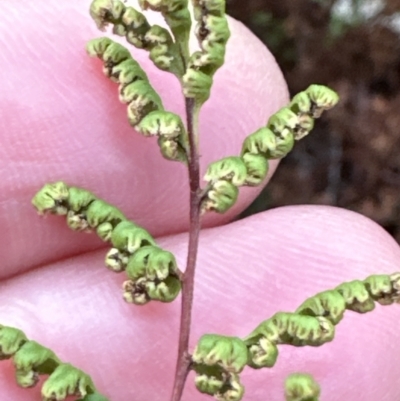 Cheilanthes sieberi (Rock Fern) at Bomaderry, NSW - 23 Aug 2023 by lbradley