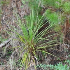 Cordyline sp. (Cordyline) at Isaacs Ridge - 23 Aug 2023 by Mike