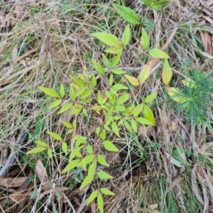 Nandina domestica at Isaacs, ACT - 23 Aug 2023