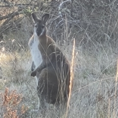 Notamacropus rufogriseus (Red-necked Wallaby) at Isaacs Ridge - 23 Aug 2023 by Mike