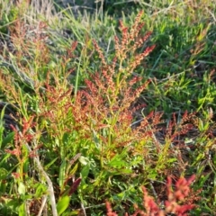 Rumex acetosella (Sheep Sorrel) at Isaacs Ridge - 23 Aug 2023 by Mike