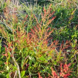 Rumex acetosella at Isaacs, ACT - 23 Aug 2023 04:09 PM