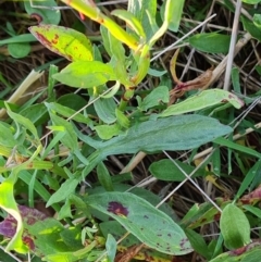 Rumex acetosella at Isaacs, ACT - 23 Aug 2023 04:09 PM