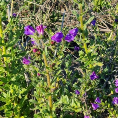 Echium plantagineum (Paterson's Curse) at Isaacs, ACT - 23 Aug 2023 by Mike