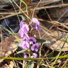 Hovea heterophylla (Common Hovea) at Isaacs, ACT - 23 Aug 2023 by Mike