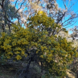 Acacia baileyana at Isaacs, ACT - 23 Aug 2023 03:33 PM