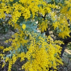 Acacia baileyana at Isaacs, ACT - 23 Aug 2023