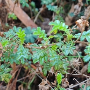 Acaena novae-zelandiae at Isaacs, ACT - 23 Aug 2023