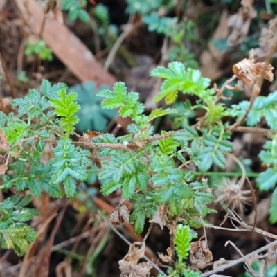 Acaena novae-zelandiae (Bidgee Widgee) at Isaacs, ACT - 23 Aug 2023 by Mike