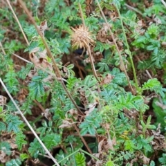 Acaena novae-zelandiae at Isaacs, ACT - 23 Aug 2023