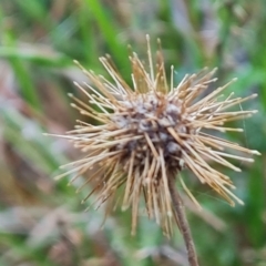 Acaena novae-zelandiae at Isaacs, ACT - 23 Aug 2023 03:27 PM