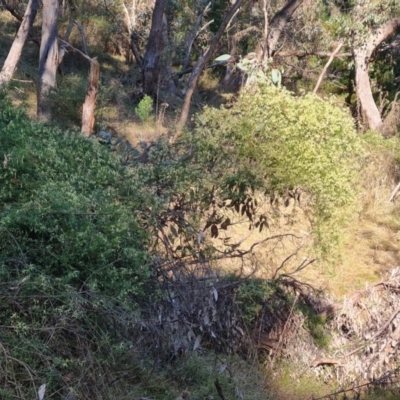 Clematis leptophylla (Small-leaf Clematis, Old Man's Beard) at Isaacs Ridge - 23 Aug 2023 by Mike