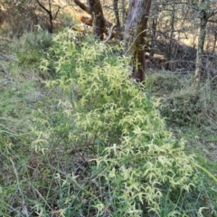 Clematis leptophylla at Isaacs, ACT - 23 Aug 2023 03:25 PM