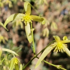 Clematis leptophylla at Isaacs, ACT - 23 Aug 2023 03:25 PM