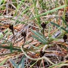 Glycine clandestina (Twining Glycine) at Isaacs, ACT - 23 Aug 2023 by Mike