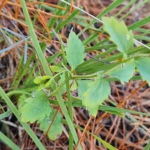 Veronica calycina at Isaacs, ACT - 23 Aug 2023 02:41 PM