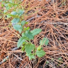 Veronica calycina at Isaacs, ACT - 23 Aug 2023