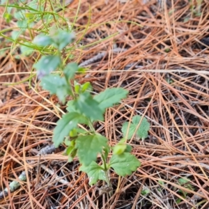 Veronica calycina at Isaacs, ACT - 23 Aug 2023 02:41 PM