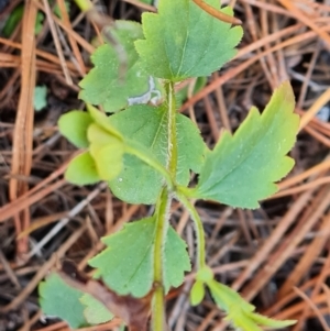 Veronica calycina at Isaacs, ACT - 23 Aug 2023 02:41 PM