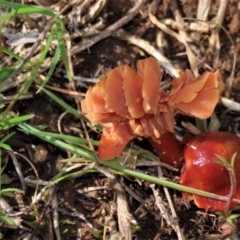 Hygrocybe sp. ‘red’ (A Waxcap) at Budjan Galindji (Franklin Grassland) Reserve - 23 Aug 2023 by AndyRoo