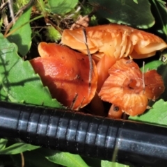 Hygrocybe sp. ‘red’ at Harrison, ACT - 23 Aug 2023