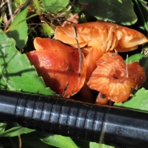 Hygrocybe sp. ‘red’ at Harrison, ACT - 23 Aug 2023