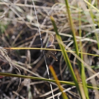 Paralucia spinifera (Bathurst or Purple Copper Butterfly) at Rendezvous Creek, ACT - 20 Aug 2023 by RAllen