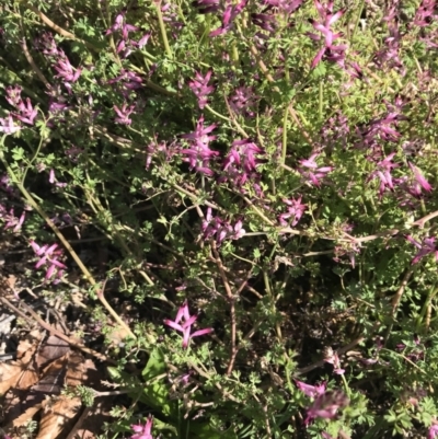 Fumaria sp. (Fumitory) at Palmerston, ACT - 23 Aug 2023 by walter