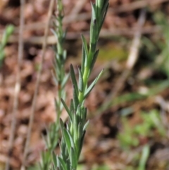 Linum marginale (Native Flax) at Budjan Galindji (Franklin Grassland) Reserve - 23 Aug 2023 by AndyRoo