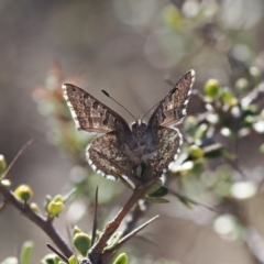 Paralucia crosbyi (Violet Copper Butterfly) by RAllen