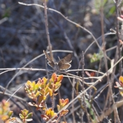 Paralucia crosbyi (Violet Copper Butterfly) at Rendezvous Creek, ACT - 20 Aug 2023 by RAllen