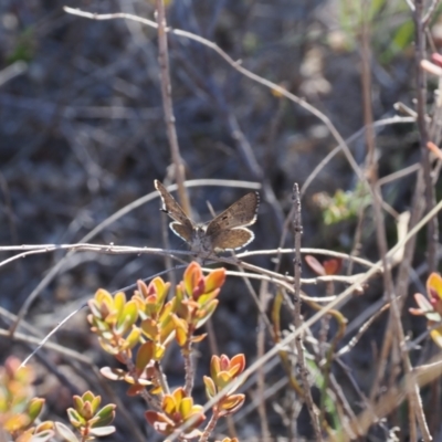 Paralucia spinifera (Bathurst or Purple Copper Butterfly) at Rendezvous Creek, ACT - 20 Aug 2023 by RAllen