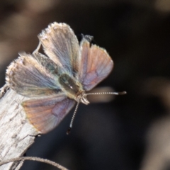 Paralucia spinifera (Bathurst or Purple Copper Butterfly) at Namadgi National Park - 23 Aug 2023 by SWishart