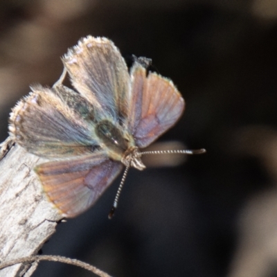 Paralucia crosbyi (Violet Copper Butterfly) by SWishart