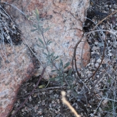 Hibbertia obtusifolia (Grey Guinea-flower) at Rendezvous Creek, ACT - 20 Aug 2023 by RAllen