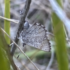 Paralucia spinifera (Bathurst or Purple Copper Butterfly) at Namadgi National Park - 20 Aug 2023 by RAllen