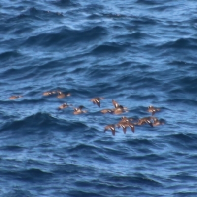 Anas gracilis (Grey Teal) at Guerilla Bay, NSW - 23 Aug 2023 by LisaH