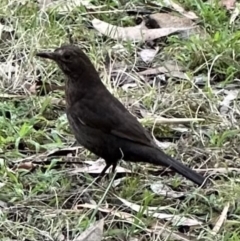 Turdus merula (Eurasian Blackbird) at North Nowra, NSW - 23 Aug 2023 by lbradleyKV