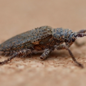 Rhytiphora (genus) at Moruya, NSW - suppressed