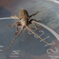 Rhytiphora (genus) at Moruya, NSW - suppressed