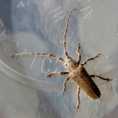 Rhytiphora (genus) at Moruya, NSW - suppressed