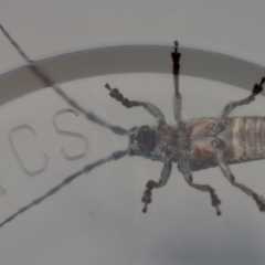 Rhytiphora (genus) at Moruya, NSW - suppressed