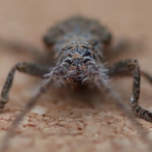 Rhytiphora (genus) at Moruya, NSW - suppressed