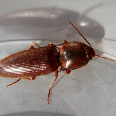 Unverified Click beetle (Elateridae) at  - suppressed by LisaH