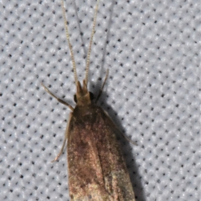 Lecithoceridae (family) (A Gelechioid moth) at Sheldon, QLD - 20 Aug 2021 by PJH123