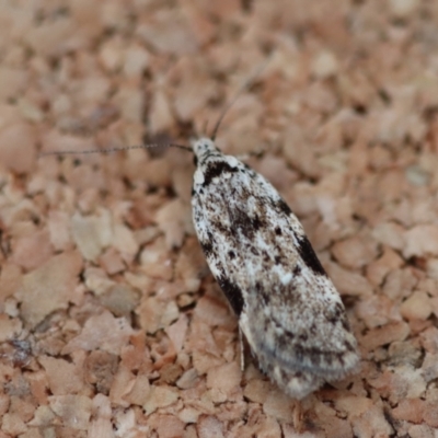 Antiopala ebenospila (A Concealer moth) at Moruya, NSW by LisaH