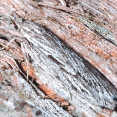 Leistarcha scitissimella (A Timber Moth) at Canberra Central, ACT - 23 Aug 2023 by Harrisi